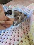 **Chihuahua  malusi Merle Exclusive Boy***