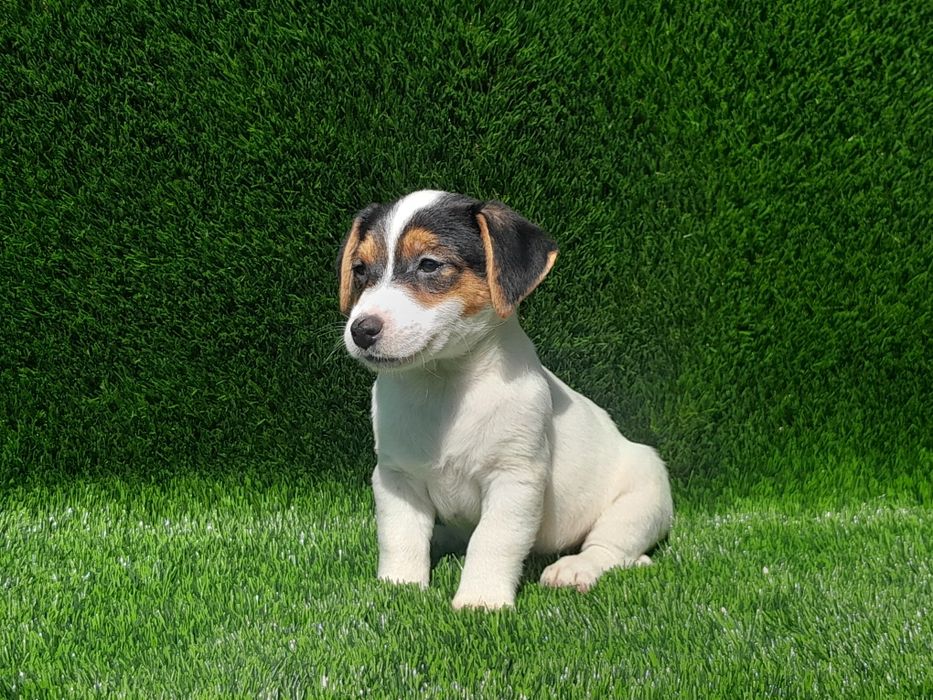 Jack Russell Terrier