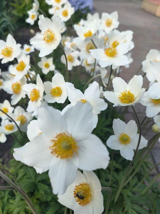 Анемона     біла