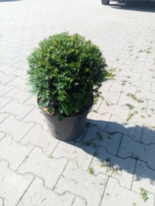 Cis hicksii kula formowany śr 35 cm donica