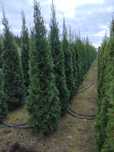 Tuja Szmaragd 200-220 cm, 2 metry, Thuja Smaragd, na żywopłot, szkółka
