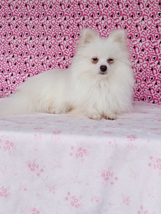 Шпіци манюні красотуні