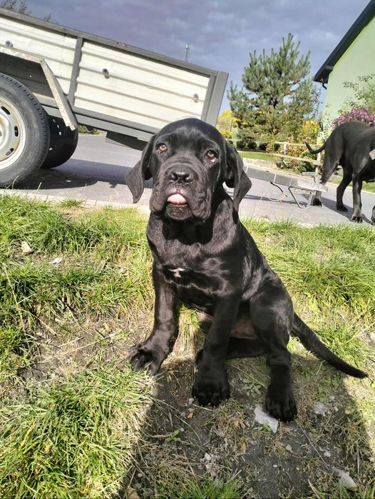 Sprzedam Cane Corso