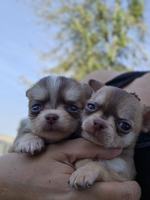 krótkowłosy piesek chihuahua umaszczenie husky xxs