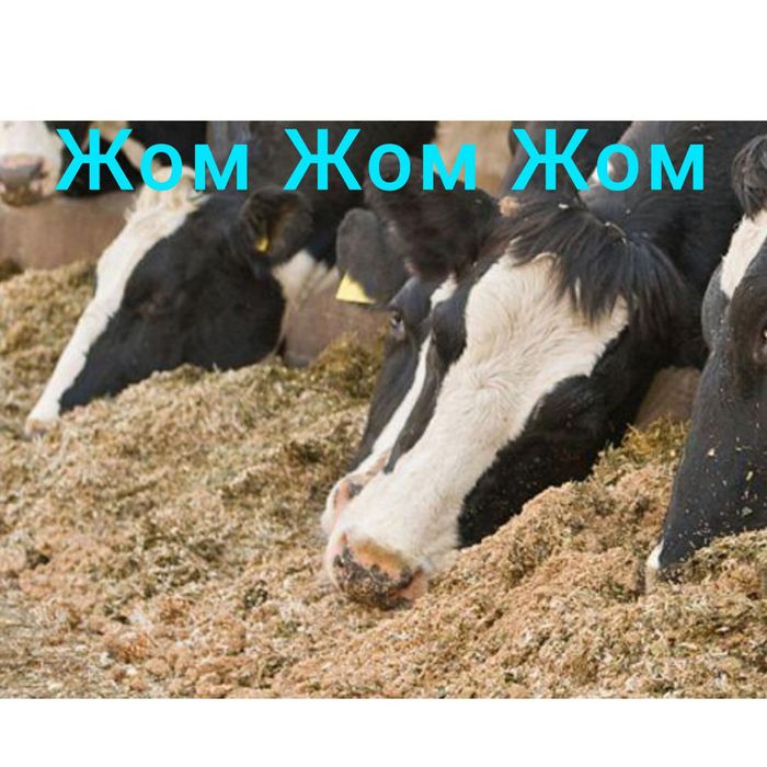 Жом жом жом жом жом