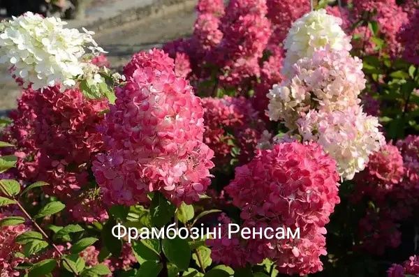 Волотиста гортензія Самарська Лідія Фрамбозіні Ренсам