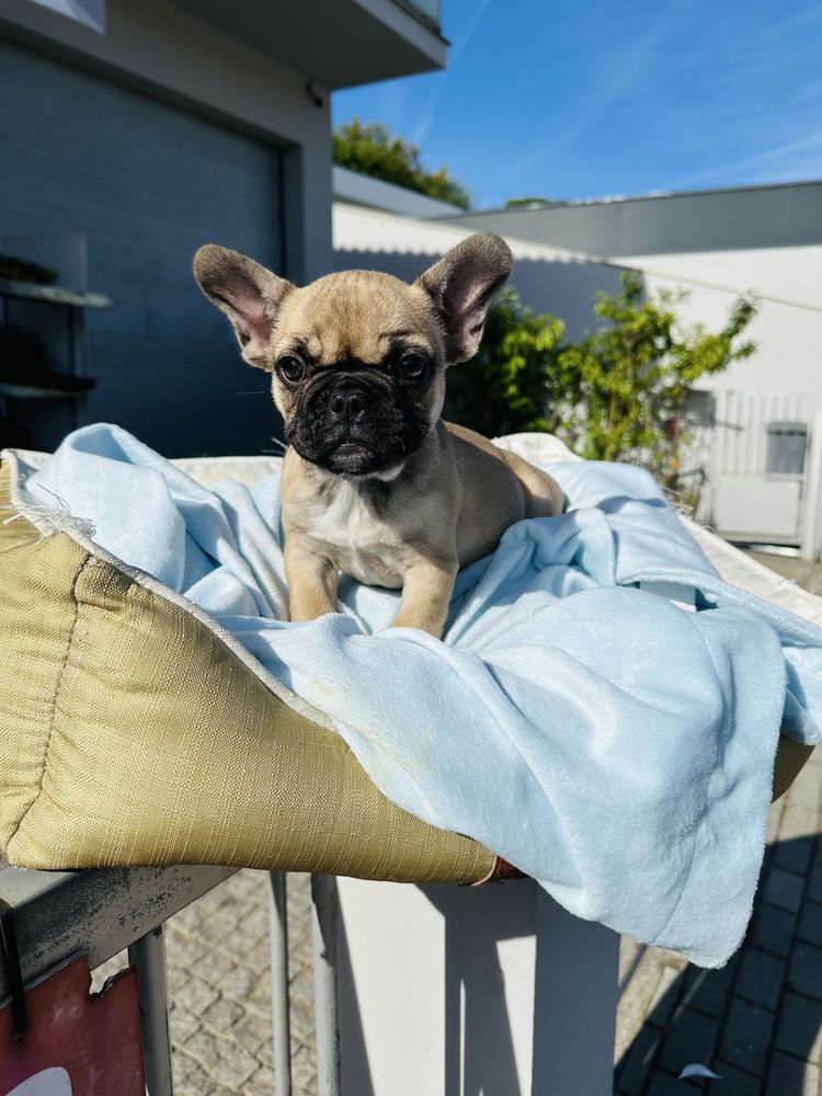 Bulldog Frances  menina linda