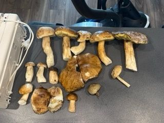 Spezedam suszone mieszane grzyby