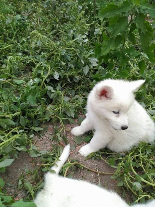 Husky pedigree lop