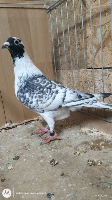 Pencil pencile samce samice