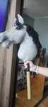 Hobby horse polecam