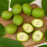 Зеленые грецкие орехи волоські горіхи