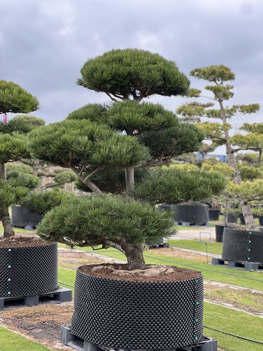 Bonsai Niwaki sosna duże drzewa formowane