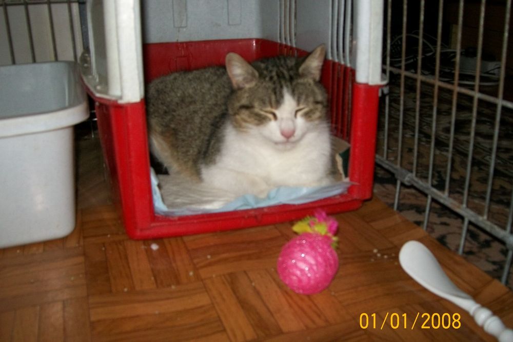 Kotka Megi polecą się do adopcji Wrocław  kicia