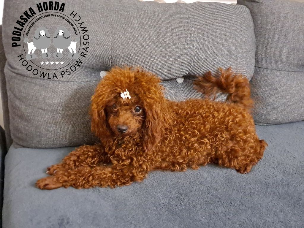 Zapowiedź miotu Pudel Toy red brown
