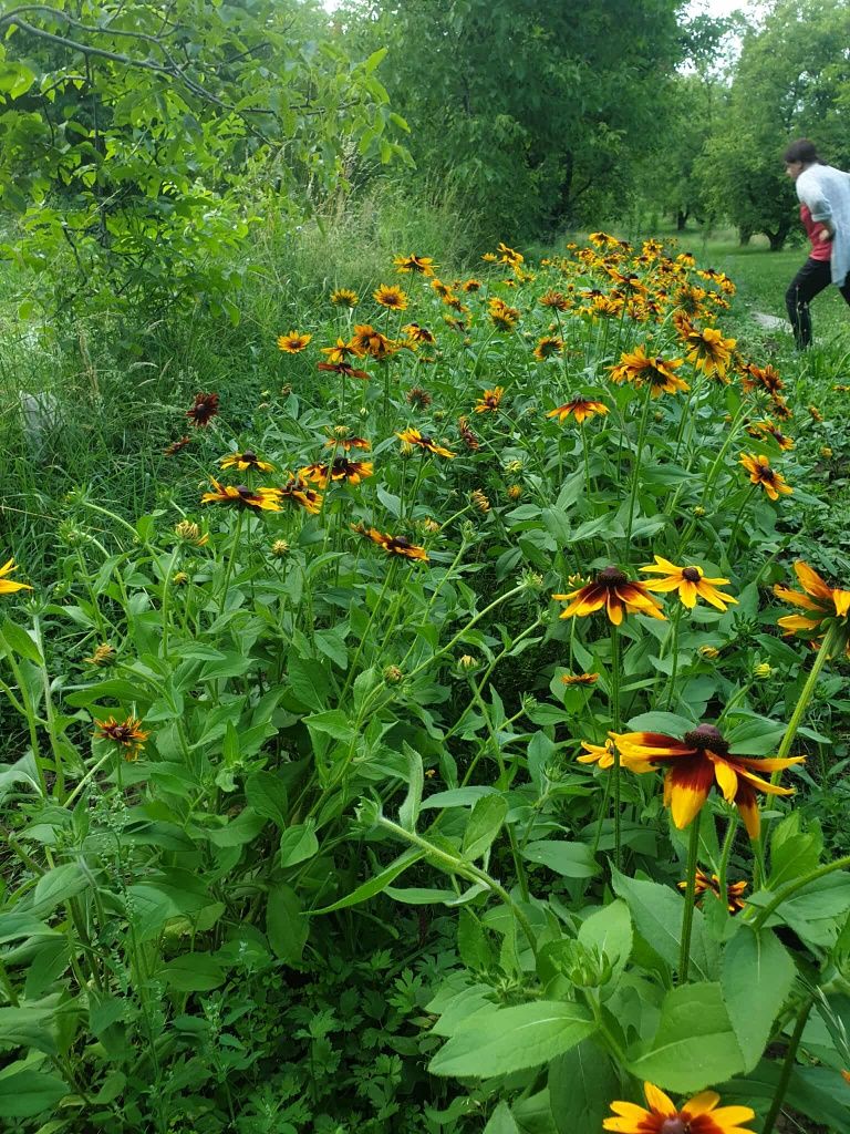 Rudbekia 3 duże sadzonki
