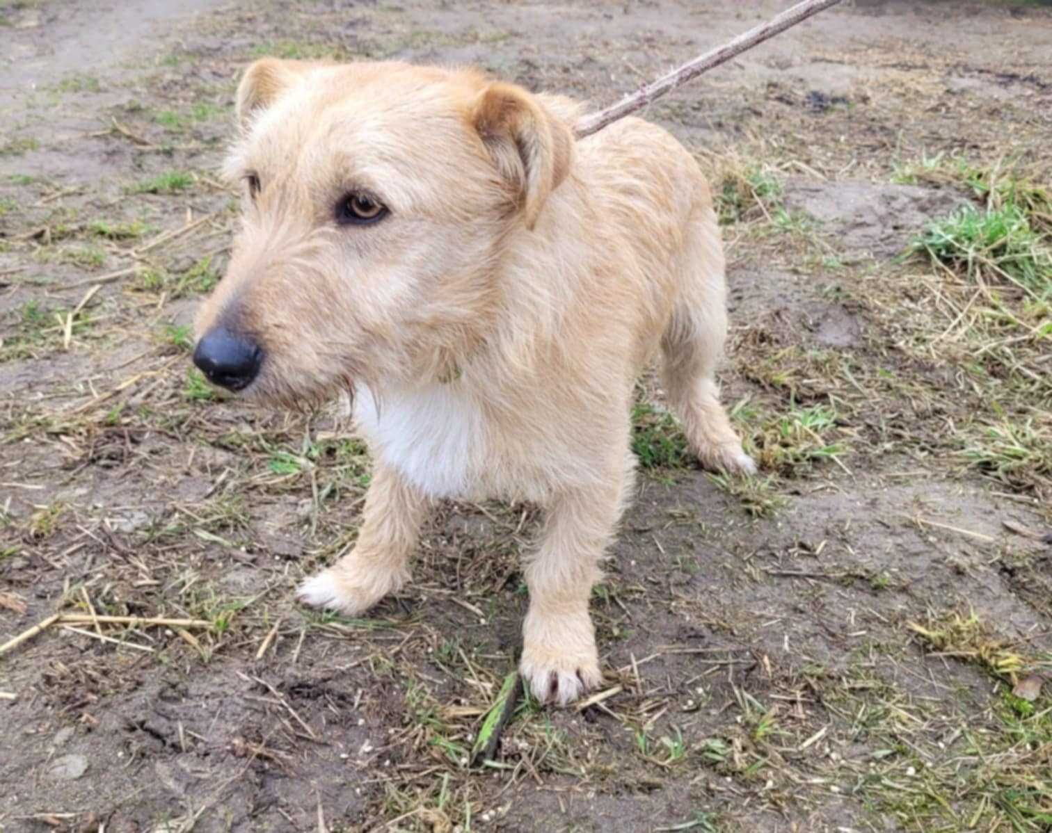 Mały, delikatny KREMUŚ szuka domu !! Do adopcji !!