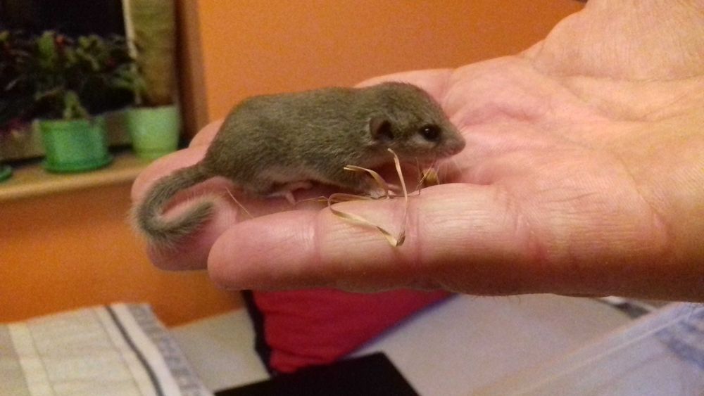 Popielice afrykańskie