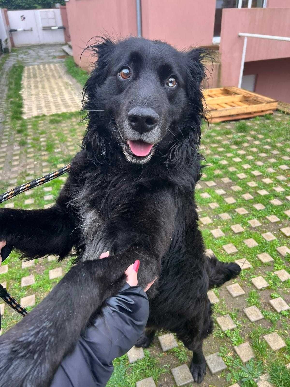 Puk - Cão Para Adoção