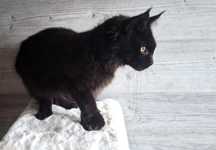 Przesliczna kotka Maine Coon FPL
