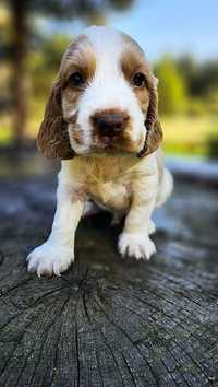 Cocker Spaniel Angielski - piesek cudowne umaszczenie Orange Roan