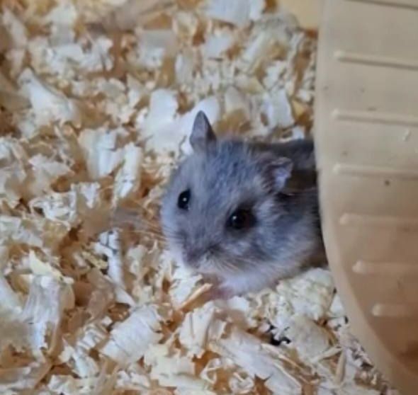 Хомʼяк джунгарик