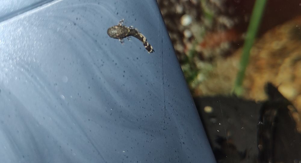 REZERWACJA Zbrojnik pospolity-glonojad