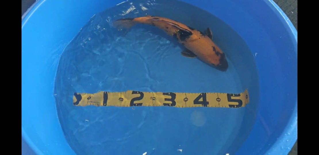 Carpa Koi Hi Utsuri 42cm