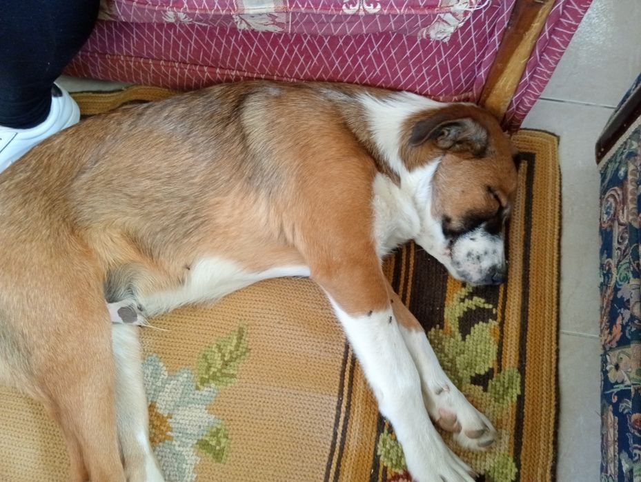 Cão de 4 meses para dar