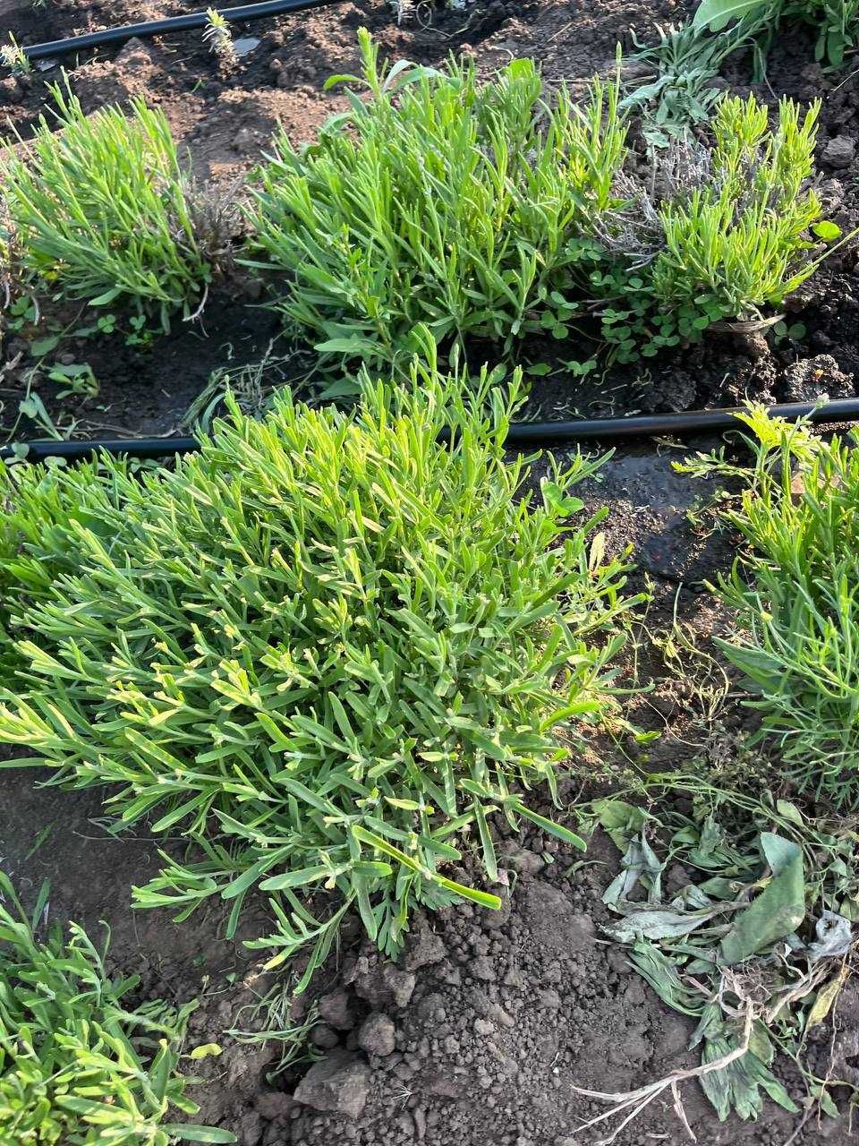 Лаванда прованс (багаторічники) ,лавандин, Lavandula.