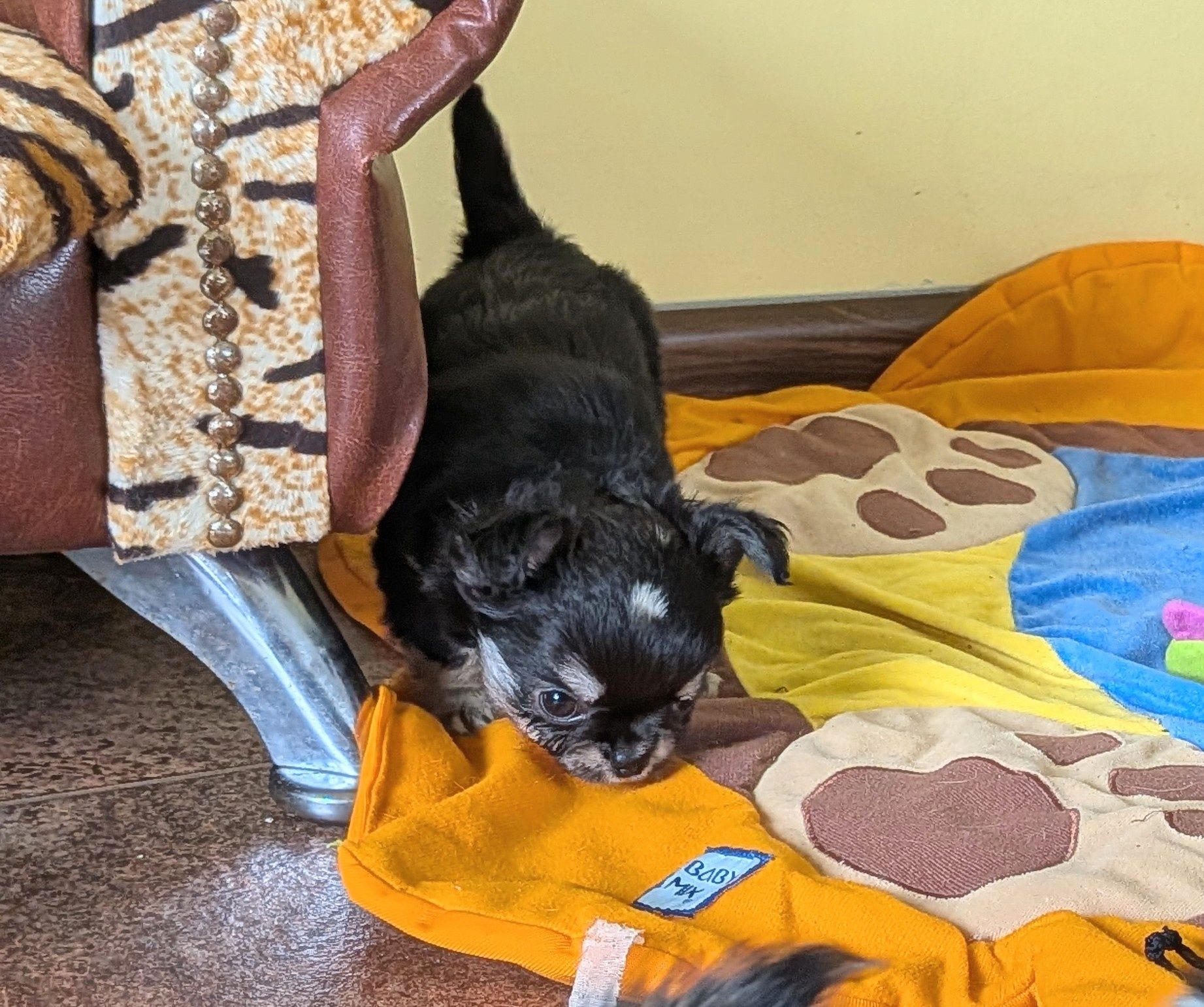Chihuahua długowłosy ZKwP  FCI