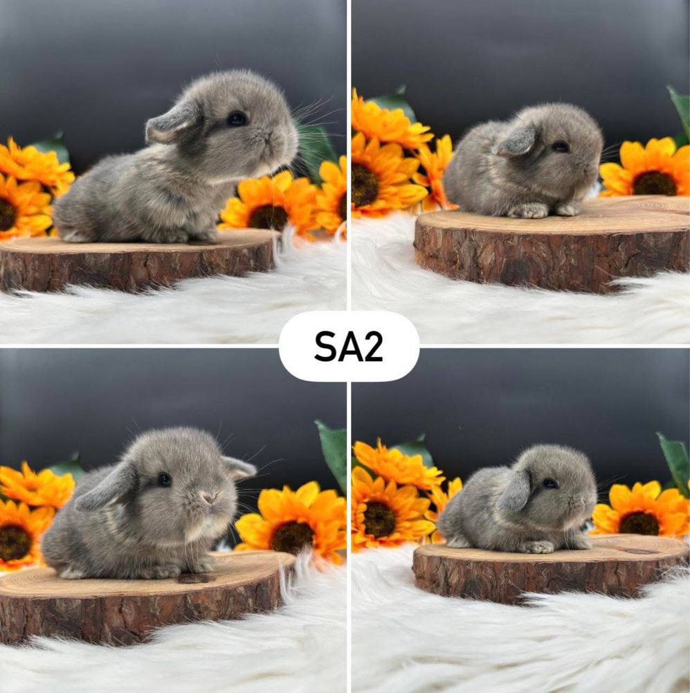 Króliki Mini Lop