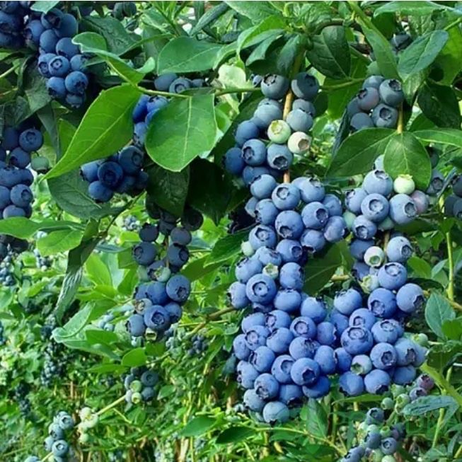 Прдаються Кущі лохини  6-7 років