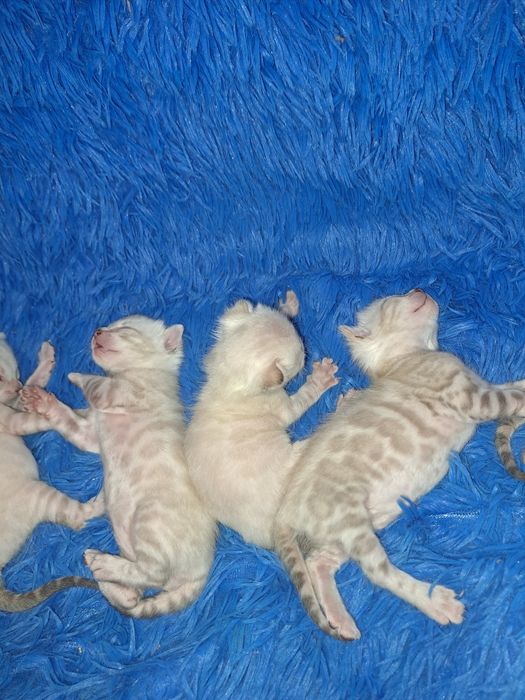 Снежные бенгальские котята кот кошка