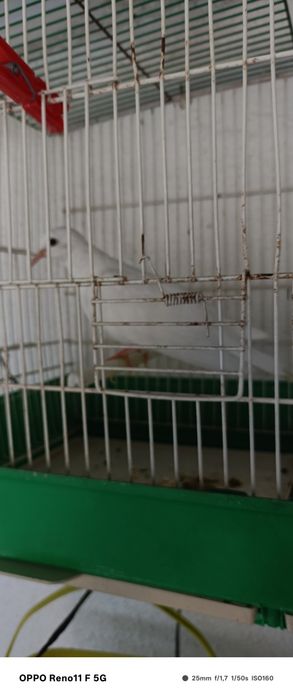 Vendo uma rola nova.