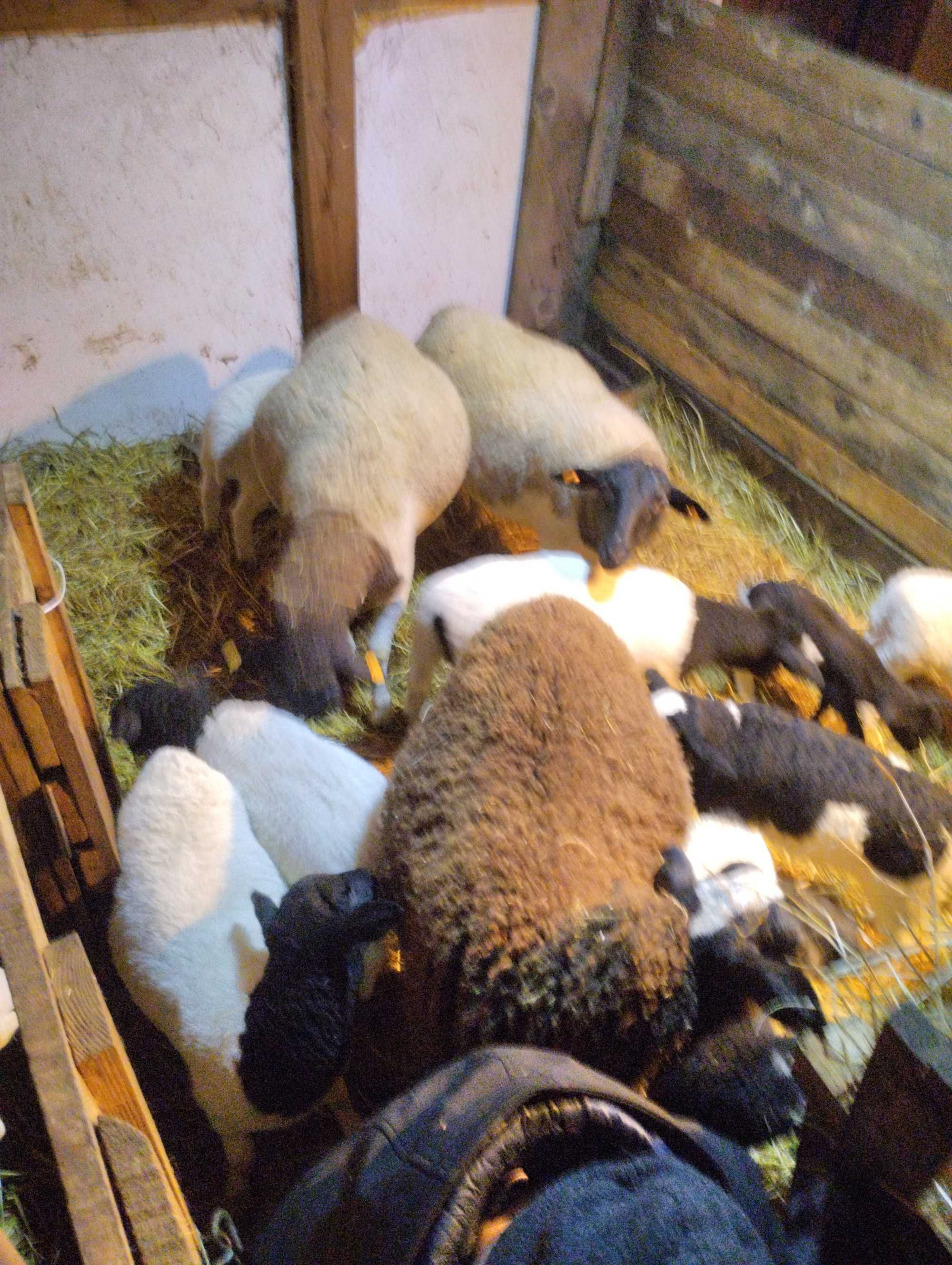 Owce  i baranki mieszane z dorperem