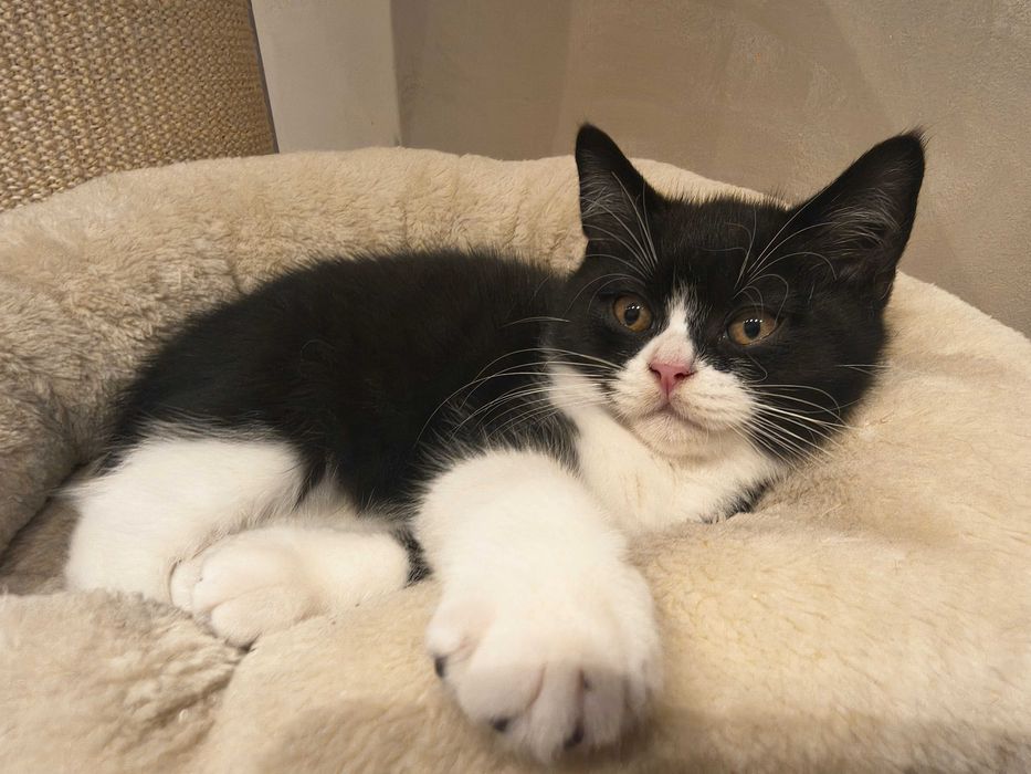 Kocurek brytyjski jak z reklamy Felixa :) z rodowodem FPL\FIFe