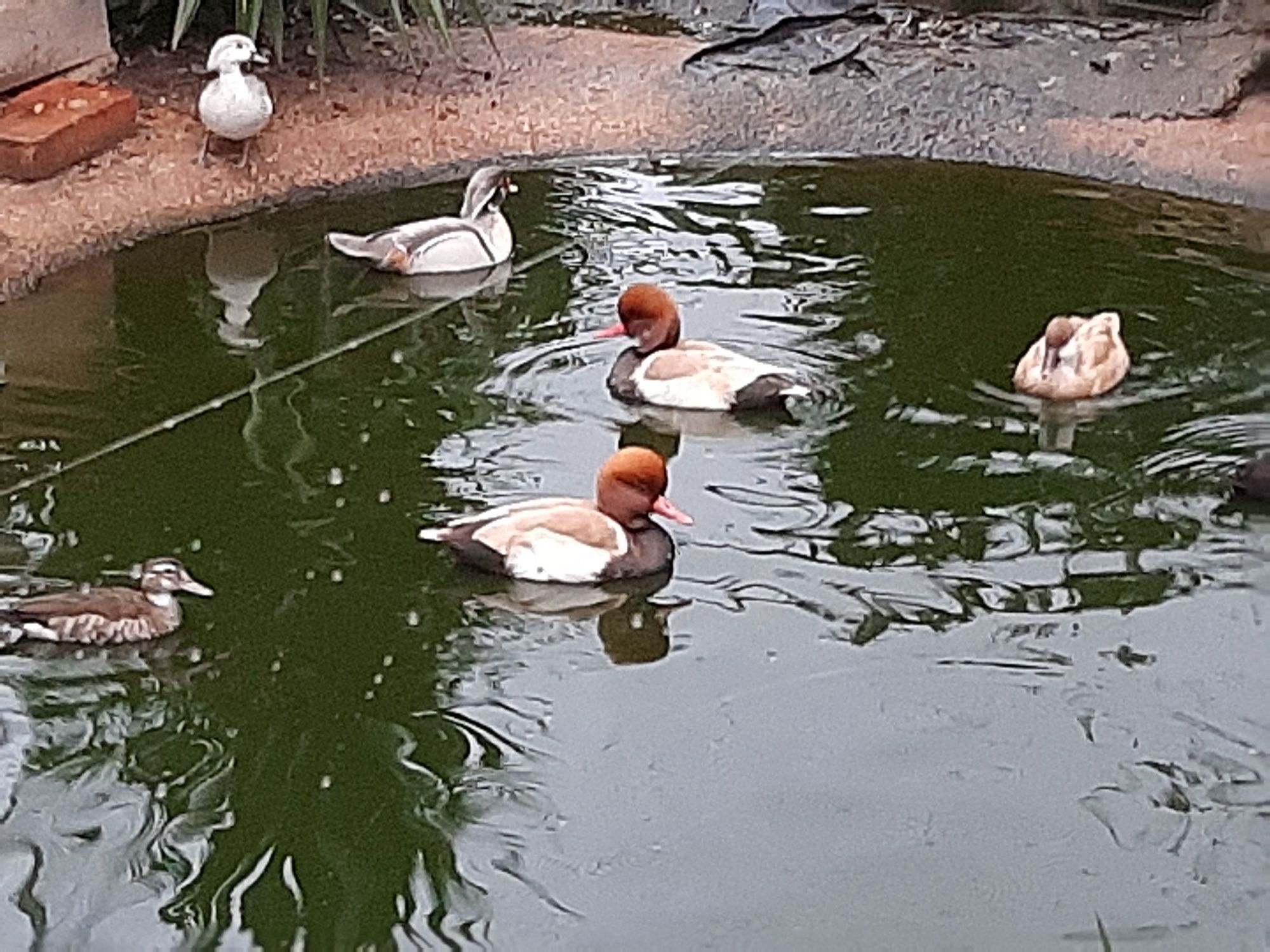 Patos ornamentais
