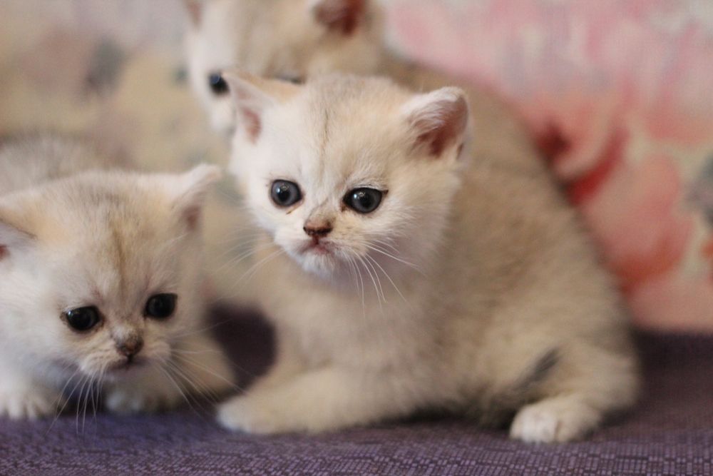 Детки серебристая шиншилла