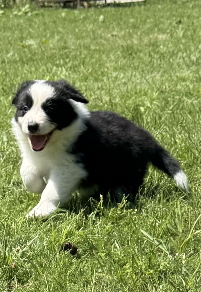Border Collie - Leśna Polana