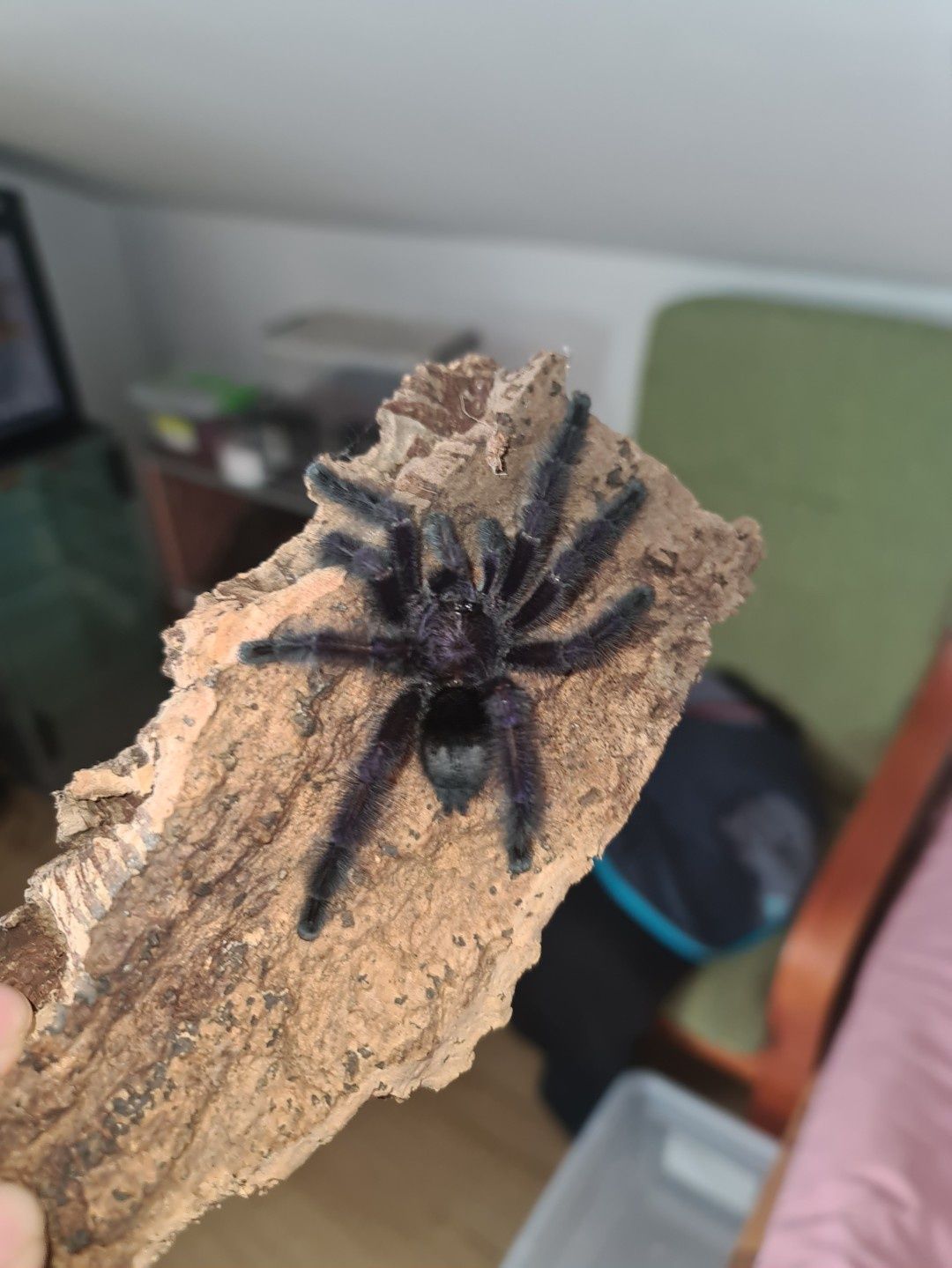 Avicularia Boa Vista