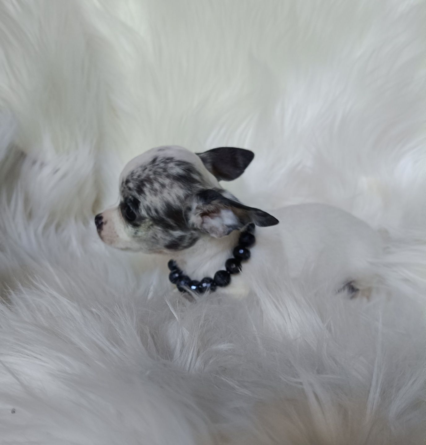 Chihuahua piesek white and merle