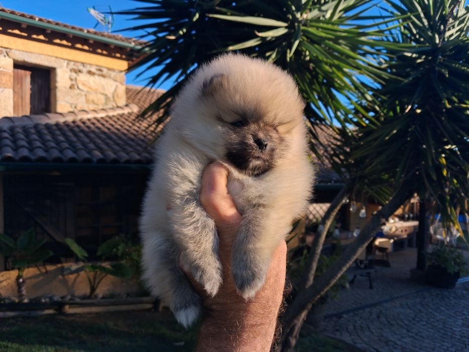 Spitz macho muito bonito com lop e afixo