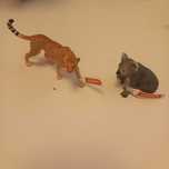 Animais schleich chita e koala novos