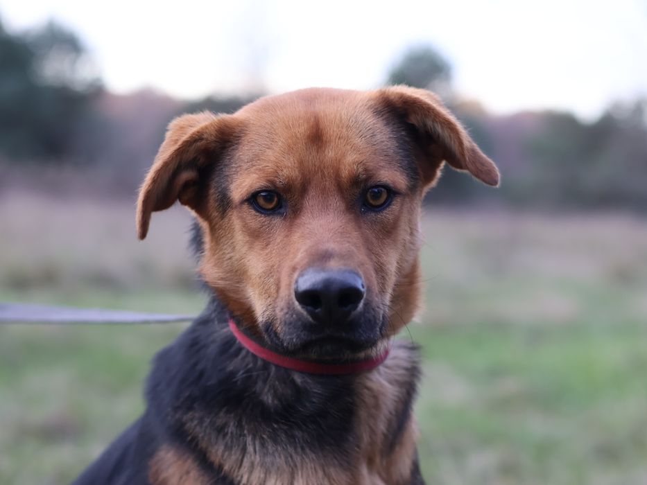 Piesek do adopcji ODYS