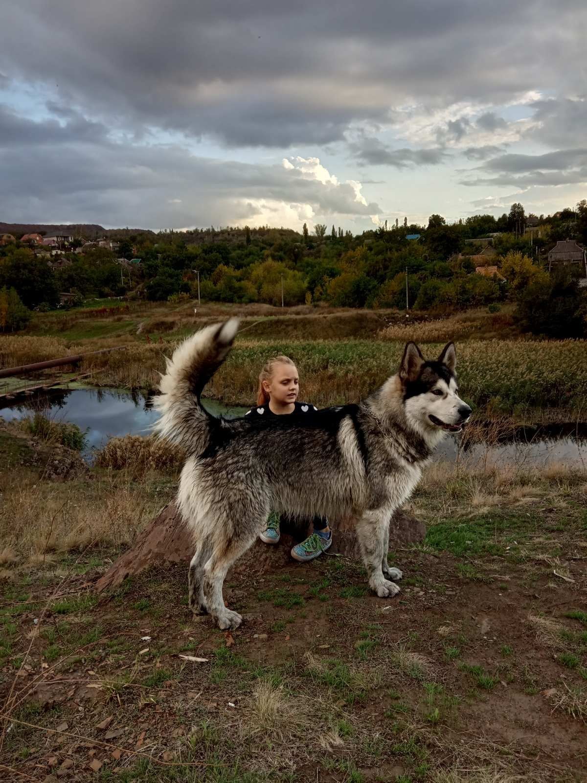 Вязка Аляскинский Маламут