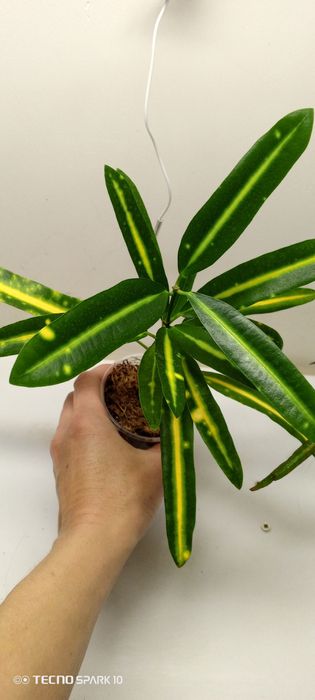 Кронтон Банан и Занзибар