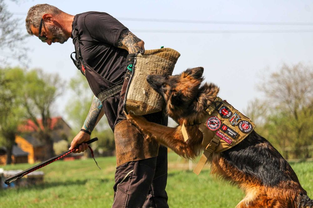 Szczeniak owczarek niemiecki długowłosy - odbiór listopad