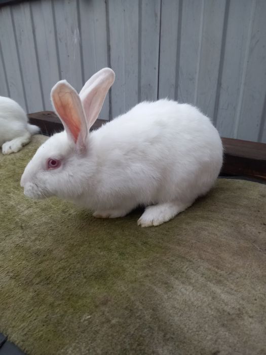 Продаю кролів породи термонська біла.