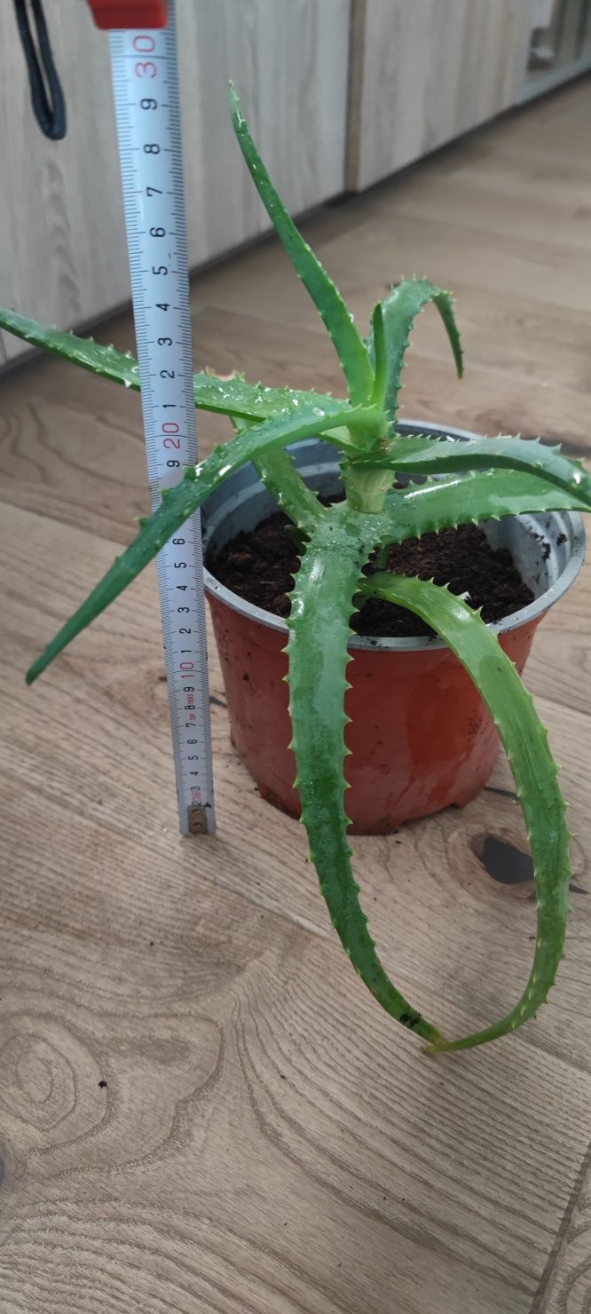 Aloes drzewiasty sadzonki do domu